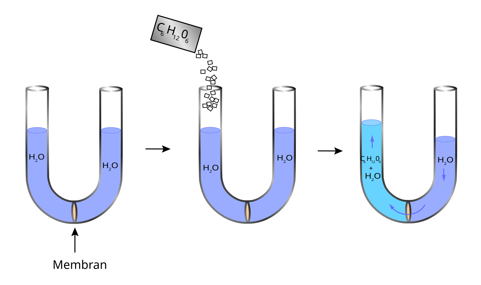 Abb. 4: Osmose in einem U-Rohr